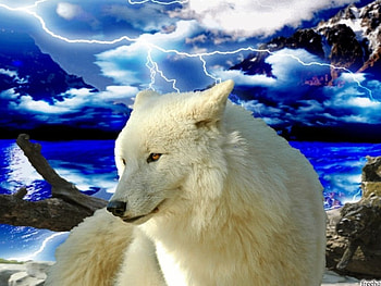 Lone Wolf., a, of, very, nice HD wallpaper
