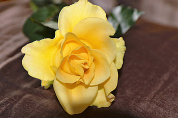 Macro, Rose Flower, Rose, Petals, Bud HD wallpaper