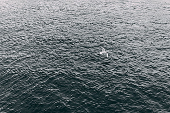 Sea, Bird, Minimalism, Flight, Seagull, Gull, Wings HD wallpaper