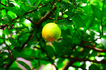 Nature, Leaves, Drops, Wet, Branch, Fruit HD wallpaper