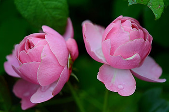 2 Beautiful Pink Roses to brighten people's day!, 2, pink, roses, nature, flowers HD wallpaper