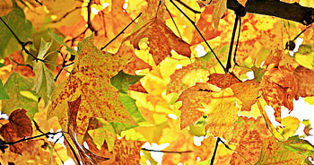 Nature, Autumn, Wood, Tree, Branches, Foliage, Maple HD wallpaper