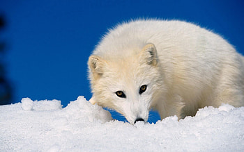 Animals, Snow, Muzzle, Hunting, Hunt, Arctic Fox HD wallpaper
