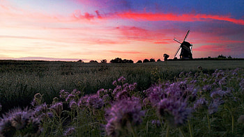 Windmill at Sunset, clouds, trees, fields, colors, germany, landscape, sky HD wallpaper