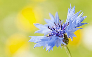 Blue Flower, blue, nature, bloom, flower HD wallpaper