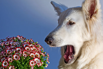 :D, blue, dog, animal, white, sneeze, pink, flower, face, funny, caine HD wallpaper