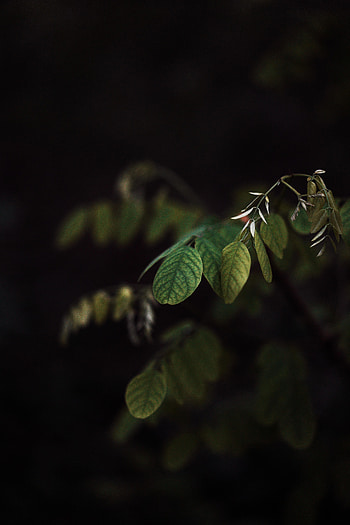 Nature, Leaves, Plant, Dark, Branch HD phone wallpaper