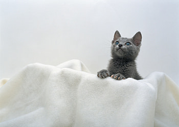 Animals, Kitty, Kitten, Muzzle, Towel HD wallpaper