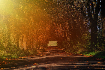 Nature, Trees, Autumn, Road, Branches, Sunlight HD wallpaper