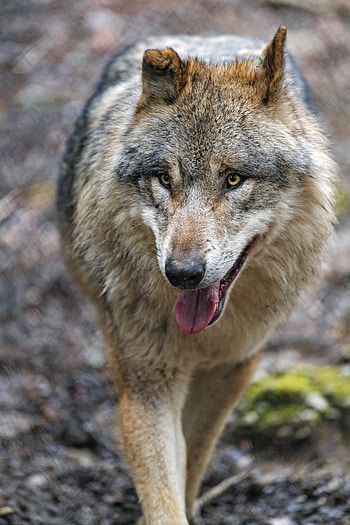 Animals, Predator, Wolf, Sight, Opinion, Protruding Tongue, Tongue Stuck Out HD phone wallpaper