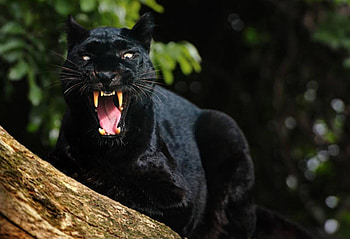 ... Black ....'Panther ..Jaguar'', cat, wild, jaguar, panther HD wallpaper