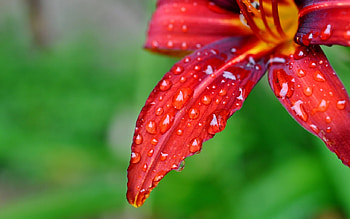 Dew on a Flower, , dew, red, flower HD wallpaper