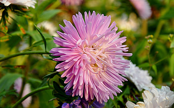 Plants, Flowers HD wallpaper