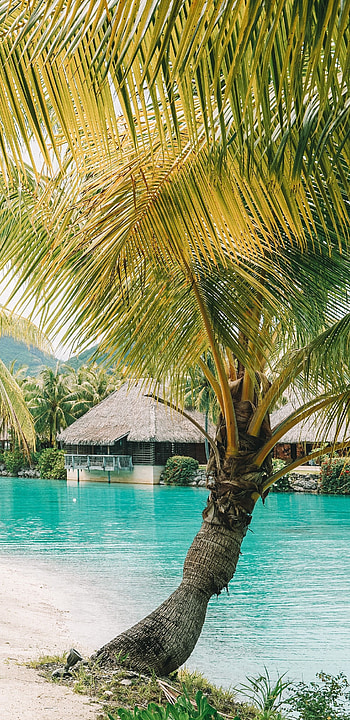 Travels, Bungalow, Bora Bora, French Polynesia HD phone wallpaper