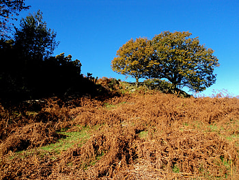 Autumn tree, blue, braken, field, autumn, sky, tree HD wallpaper