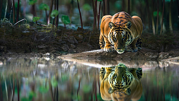 Wild tiger habitat, Captivating tiger close-ups HD wallpaper