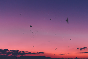 Nature, Birds, Sunset, Sky HD wallpaper