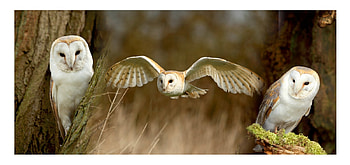 Panoramic Barn Owls, white, birds, owl, animals HD wallpaper
