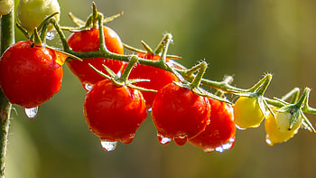 The garden, Tomatoes, Branch, Harvest, Red, Drops HD wallpaper