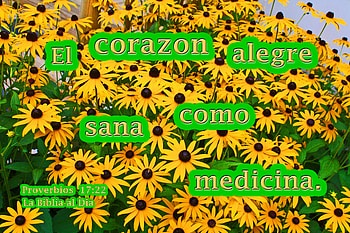 Corazon Alegre Como Medicina, Black Eyed Susans, flowers, plants, Bible HD wallpaper