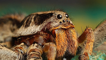 Tarantula , High-definition , Stunning arachnids, -worthy HD wallpaper