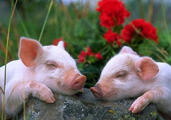 CUTE SLEEPING PIG'S, pink, pigs, animals, cute, flowers, sleeping HD wallpaper