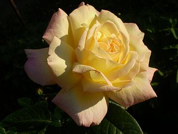 Plants, Flowers, Roses HD wallpaper