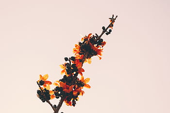 Close-up of vibrant orange blossoms against a light background, capturing the essence of nature's beauty. HD wallpaper