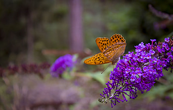 Flowers, Macro, Butterfly, Wings HD wallpaper