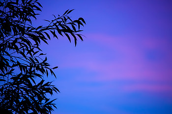 Nature, Sunset, Sky, Leaves, Twilight, Branches, Dusk, Gradient HD wallpaper