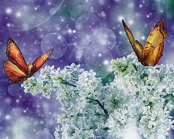 Butterflies, Insects HD wallpaper