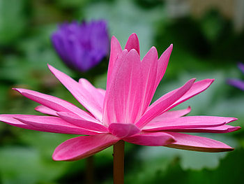Flowers, Pink, Lotus, Flower, Petals HD wallpaper