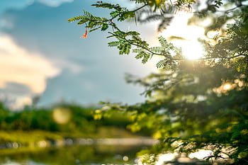 Peaceful nature scene featuring sunlight filtering through leaves with a soft bokeh effect. HD wallpaper