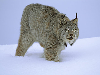 Snow Lynx, wild cat, cat, lynx HD wallpaper