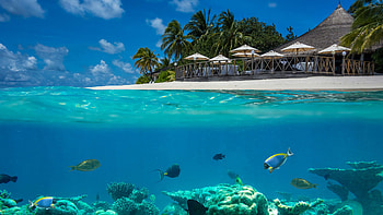 Colorful Fishes Underwater Huts Palm Trees On Beach Sand Under Blue Sky Nature HD wallpaper