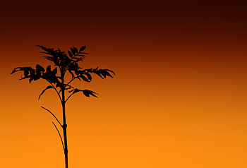 Plant, Dark, Silhouette, Stem, Stalk HD wallpaper