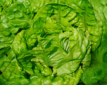 Food, Leaves, Close-Up, Salad, Vegetable HD wallpaper