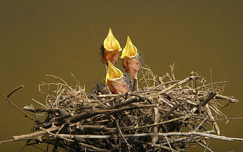 Animals, Chicks, Young, Cubs, Nest, Waiting, Expectation, Hunger HD wallpaper