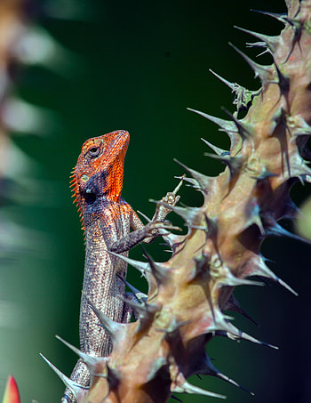 Animals, Animal, Lizard, Reptile, Thorns, Spikes HD phone wallpaper