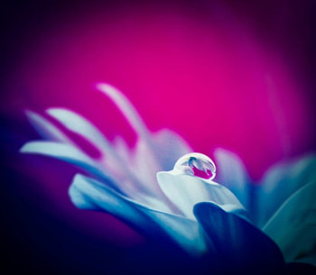 Drops Of Jupiter, nature, flowers HD wallpaper