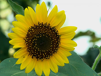 Plants, Flowers, Sunflowers HD wallpaper
