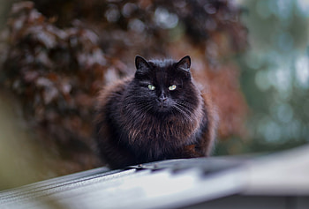 Black Cat, animal, kitty, Blcak, cat, Kitten, purr HD wallpaper