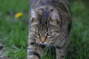 Tabby cat, confident, pet, walk HD wallpaper