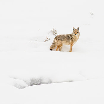 Animals, Winter, Snow, Wildlife, Beast, Coyote HD phone wallpaper