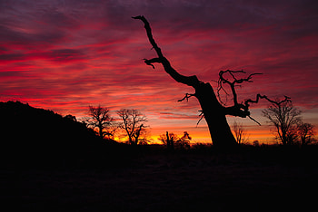 Nature, Sunset, Pink, Silhouette, Branch HD wallpaper