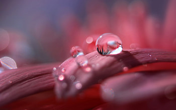 Drops, Flower, Pink, Petals HD wallpaper