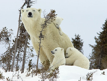 Animals, Bears HD wallpaper