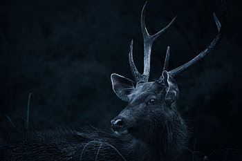 A captivating moody portrait of a Sambar deer with prominent antlers in a dark forest setting. HD wallpaper