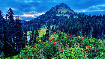 Mt. Rainier National Park, Washington, sky, usa, landscape, clouds, trees, forest HD wallpaper