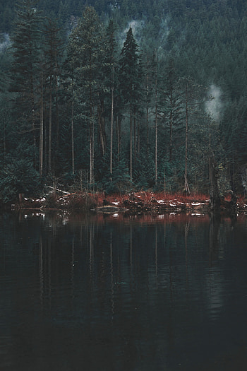 Nature, Trees, Lake, Reflection, Shore, Bank HD phone wallpaper